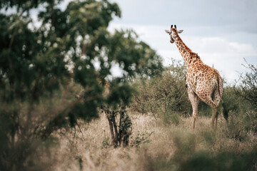 giraffe in the savannah