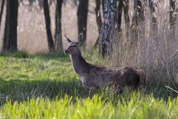 Beautiful deer Cervus elaphus in a beautiful pose, female deer doe in the game refuge, nature reserve, overgrown pond