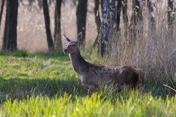 Beautiful deer Cervus elaphus in a beautiful pose, female deer doe in the game refuge, nature...