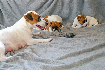 female Jack Russell terrier plays with her little puppies. Hygiene for small puppies