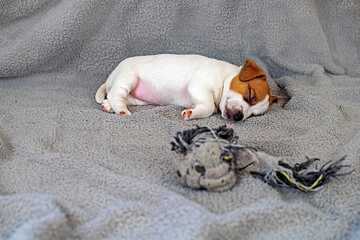 Fototapeta premium Little Jack Russell Terrier puppy sleeps on a gray blanket after playing