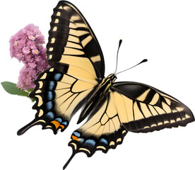 Obraz premium Colorful and elegant butterfly image.
