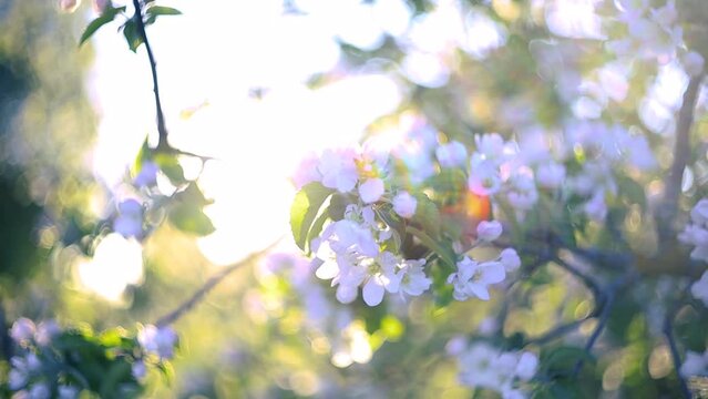 soft focus abstract video of a blossoming cherry tree in the spring in the sunlight.