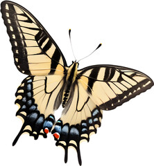 Colorful and elegant butterfly image.