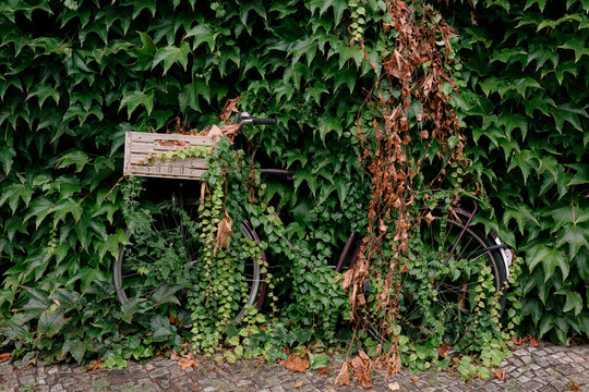 An abandoned bicycle, overgrown with ivy