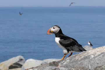 Atlantic puffin on island cliff rocks over looking the ocean with a bokeh blurred background...