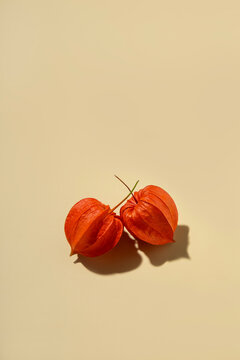 Japanese ground cherry flower