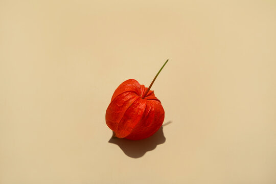 Japanese strawberry flower