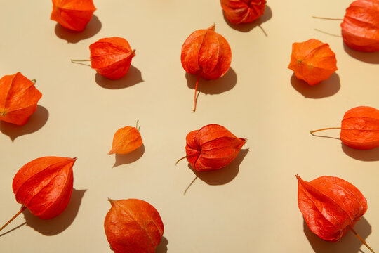 Autumn floral composition