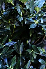 Fototapeta premium vibrant green leaves illuminated by sunlight against dark background, copy space. concepts: greenery, lush foliage, natural backgrounds, leafy textures, garden plants, green foliage wallpapers, story