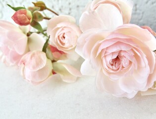 Pale pink roses on white background. Perfect for backdrop greeting card and invitation