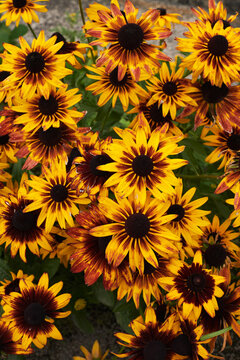Yellow coneflowers