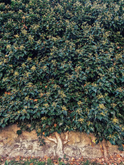 Trees in the wall