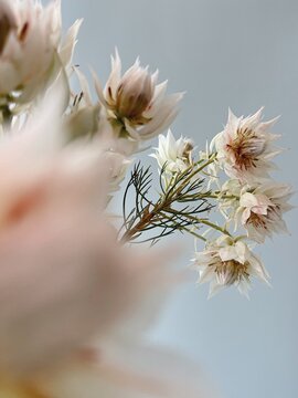 White flowers on light background