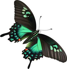 Colorful and elegant butterfly image.