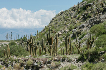 Desierto Argentino