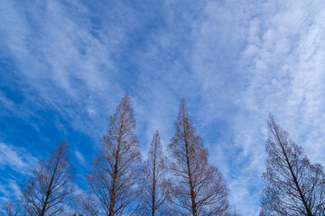 メタセコイアと青空