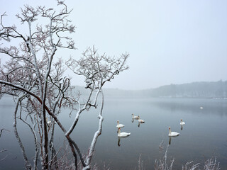 Swans swim on a lake in a snowy forest
