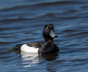 Tufted duck swimming on water
