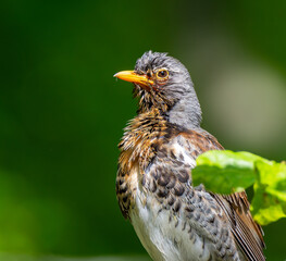 Portrait of Fieldfare with green background
