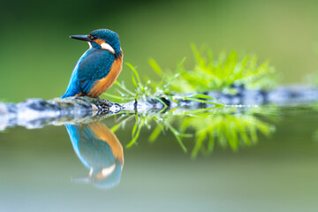 colorful kingfisher in Scotland