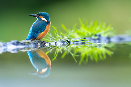 colorful kingfisher in Scotland