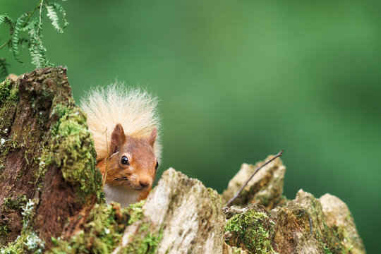 Wild red squirrel in scotland.