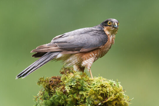 Wild eurasian sparrowhawk in scotland.