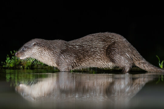 Otters in water shot  in Scotland