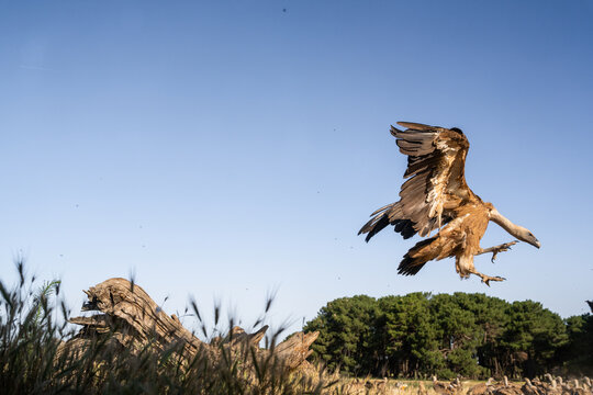 Griffon vulture in spain