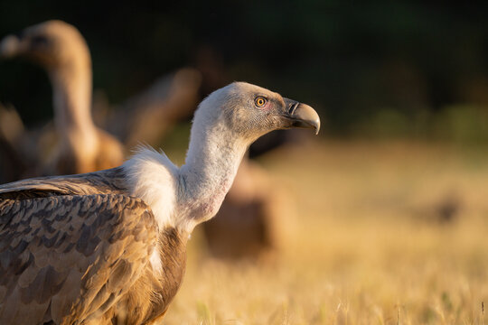 Griffon vulture in spain