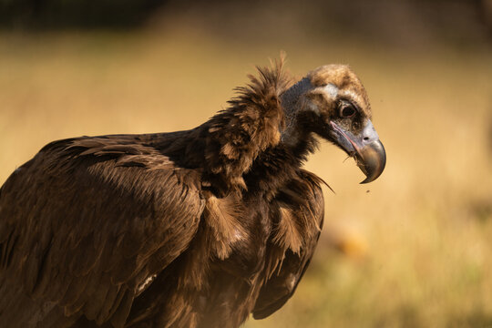 Vulture in spain