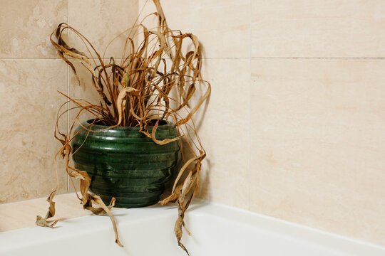 A largely dead houseplant with one green shoot.