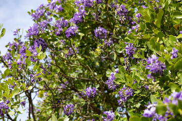 Obraz premium Texas Mountain Laurel