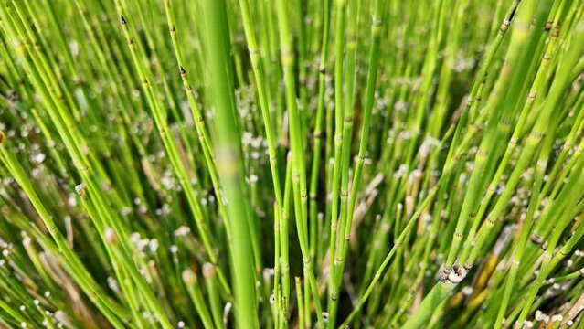 Equisetum hyemale, commonly known as rough horsetail, scouring rush, and in South Africa as snake grass in the green garden
