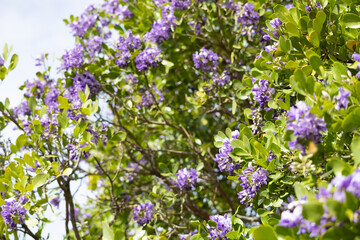 Texas Mountain Laurel