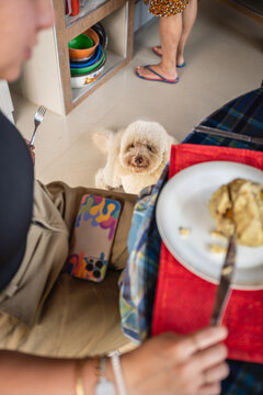 Dog waiting for food