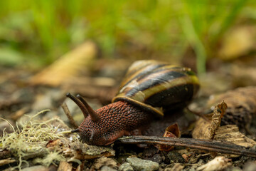 Pacific Sideband Snail Crawls Across Trail In Redwood
