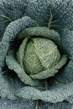 Savoy cabbage