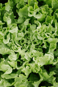 Green lettuce 