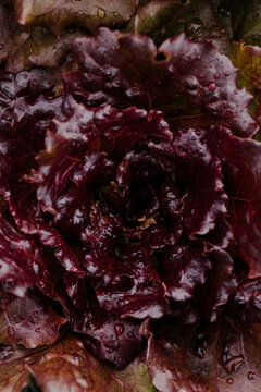 red lettuce 