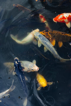 Koi Pond