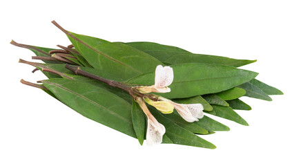 Justicia gendarussa Burm.f. branch flowers and green leaves on transparent background.