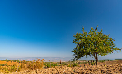 village life cows rooster fields apple trees in the garden tomatoes and village views