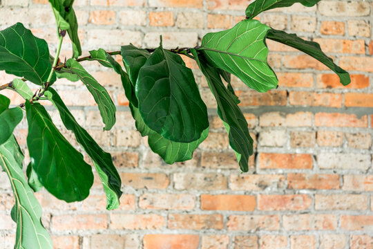 Fiddle Leaf Fig in Front of brick