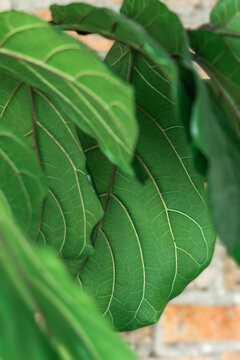 Fiddle Leaf Fig