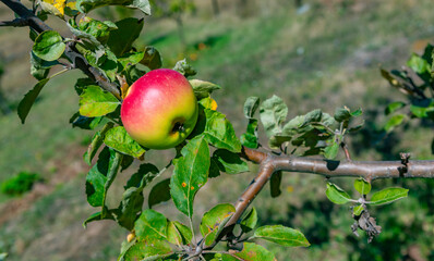 village life cows rooster fields apple trees in the garden tomatoes and village views