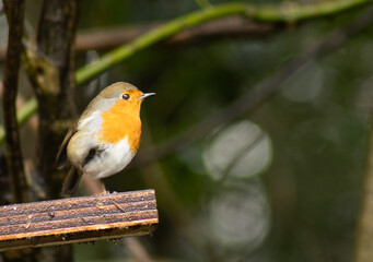 Robin High upon a perch.