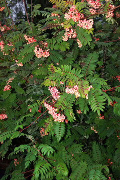 Green rowan tree with red rowan berries and hard direct flashlight