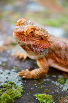 Bearded Dragon 